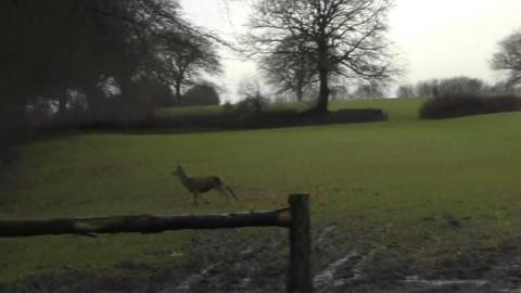 Hind being chased by Devon and Somerset Staghounds