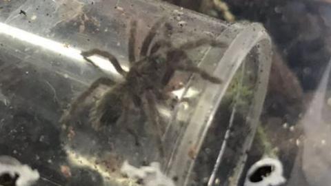 Baby Brazilian bird-eating spider