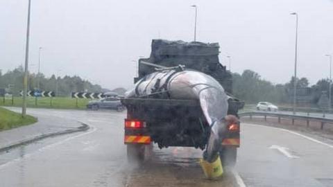 Whale on back of a lorry