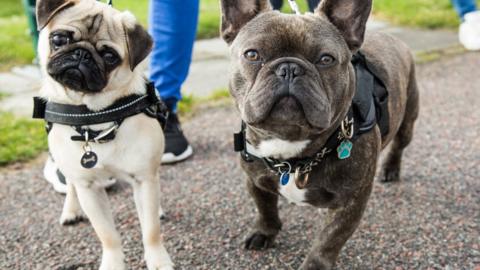 Two dogs looking into the camera