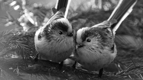 Two small birds huddle together