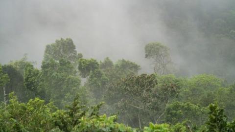 Jungle mists in the mountains of Central Nicaragua