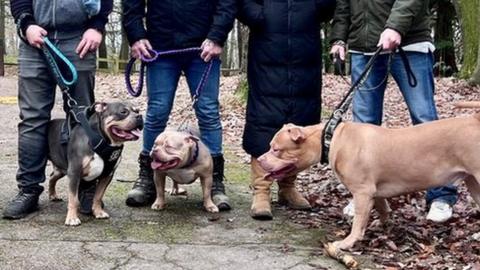 Owners with their XL Bully dogs in a woods.