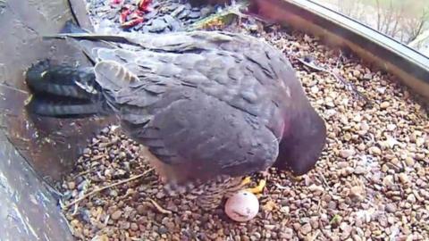 A female peregrine falcon