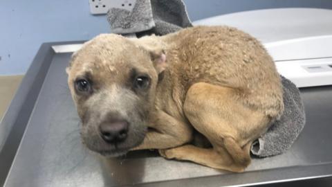 Puppy in vets