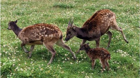 A photo of the fawn and its family