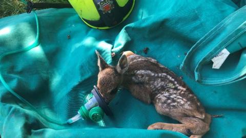 Rescued Roe deer kid