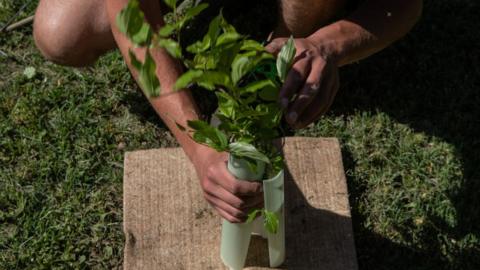 A gardener plants a young hornbeam as part of Milan's reforesting project