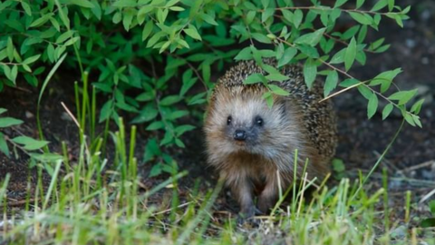 A hedgehog