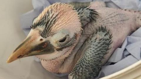 Visayan tarictic hornbill chick hatched at Bristol Zoo Project