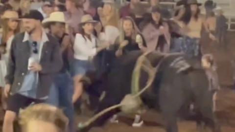 Escaped bull charges into crowd in Kununurra, Western Australia