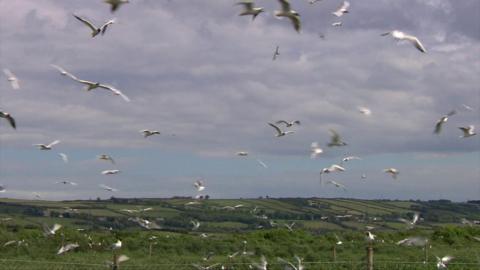 Birds in flight