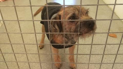 dog in kennel