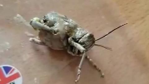 Locust found in supermarket salad in Belfast