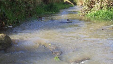 Pollution at Pitty Beck