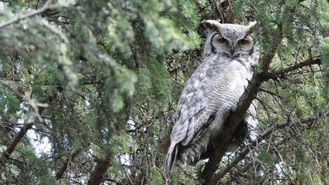 Alberta's Birch River Wildland Park