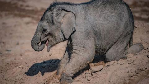 Asian elephant calf Riva