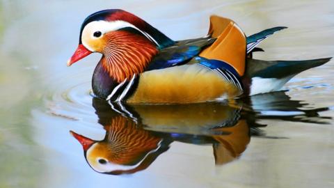 A Mandarin duckling