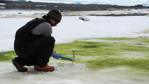 green-algae-snow.