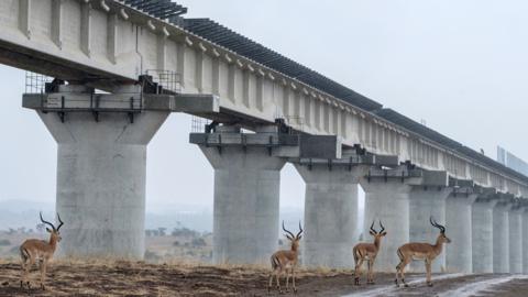 Impalas walk near the elevated railway that allows for the movement of animals below the tracks of Standard Gauge Railway (SGR) in the Nairobi National Park, Kenya - 2018