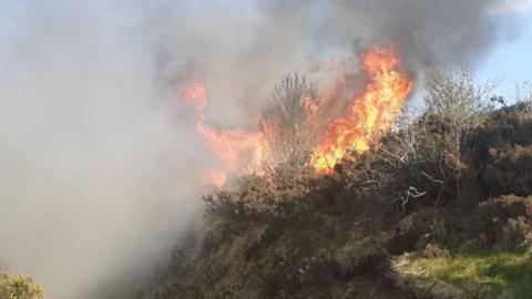 A blaze burning on Cavehill as part of a gorse fire