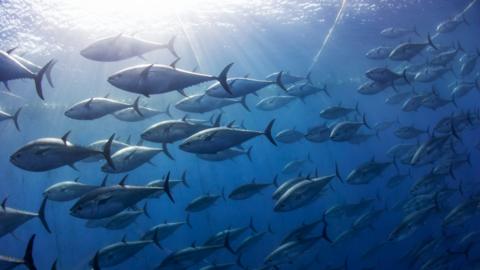 Atlantic bluefin tuna