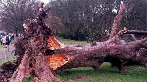 An uprooted tree