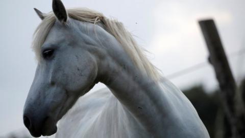 A horse stands in a field in Vertou near Nantes, France, 21 August, 2020.