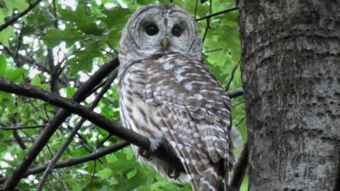 Barry the Barred Owl