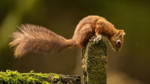 Red squirrel