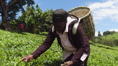 Tea picker