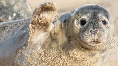 a seal looks like its waving