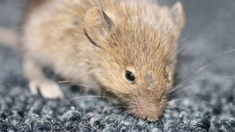 Common house mouse