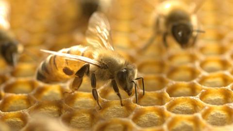 A bee with a varroa mite visible