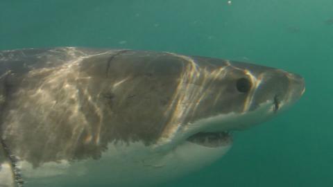 Barely a single great white shark has been spotted off the city's coast for two years, where once there were hundreds.