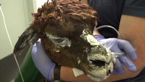 Alpaca treated for burns