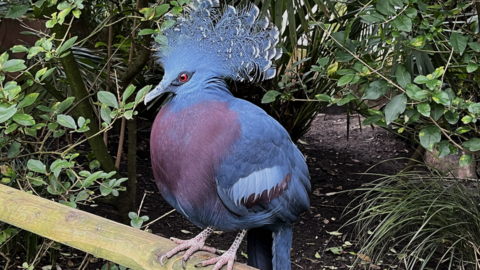 Bertie, the male Victoria Crowned-pigeon