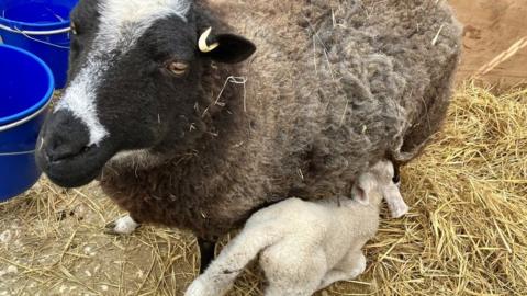 ewe and her new son feeding from her