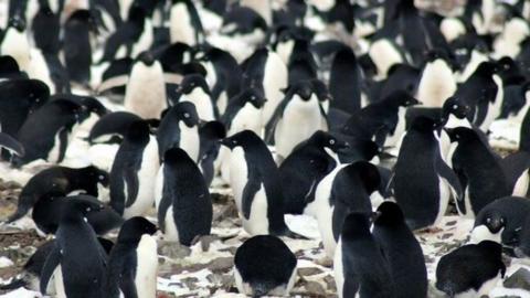 Adelie penguin