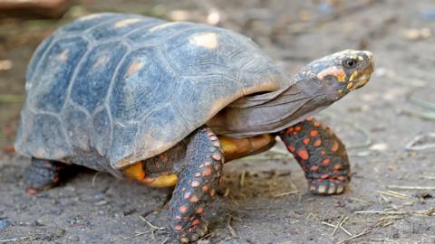 red-foot tortoise