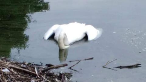 Dead swan