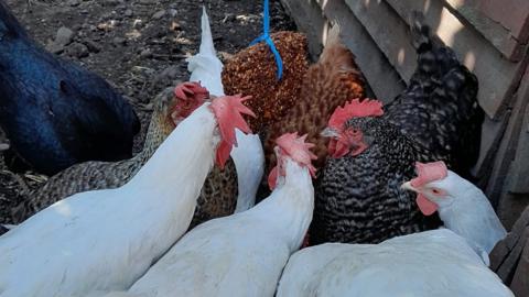Chickens at the Balsall Heath City Farm