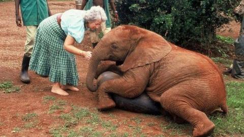 Dame Sheldrick is seen handling a baby elephant as three men and a baby zebra watch