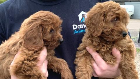 Cockapoo puppies