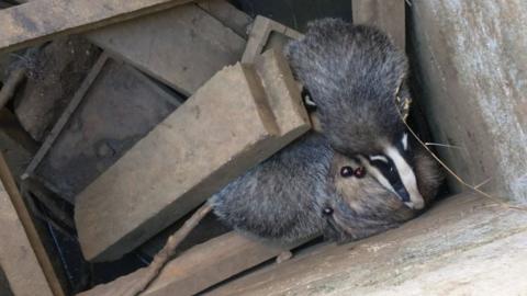 Badgers in a hole