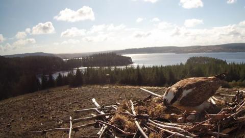 An osprey with eggs