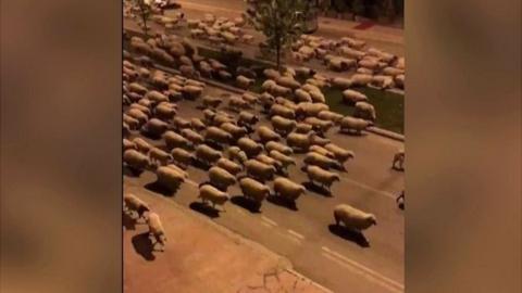 The animals marched and grazed their way through the empty streets of the Turkish city of Samsun.