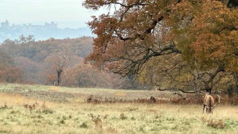 TUESDAY - Windsor Great Park