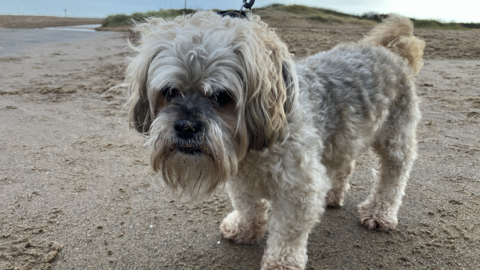 A dog on a beach