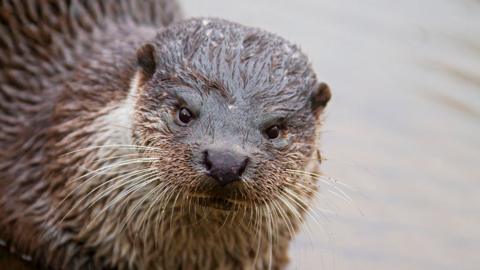 Otter